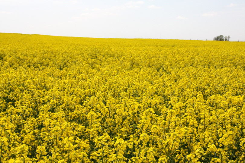 Weather Tests the Winter Hardiness of K-State/OSU Canola Variety Trials in 2015
