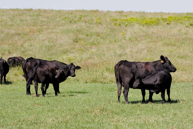 Cow-Calf Producers Should Register Now to Attend Sept. 17-18 Beef Symposium in Oklahoma City