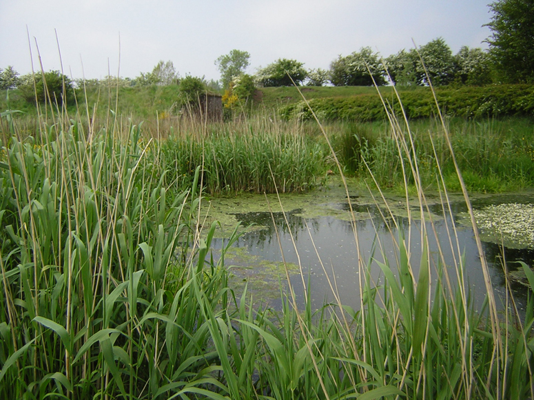 Wetlands Remain an Important Part of the Oklahoma Ecosystem 
