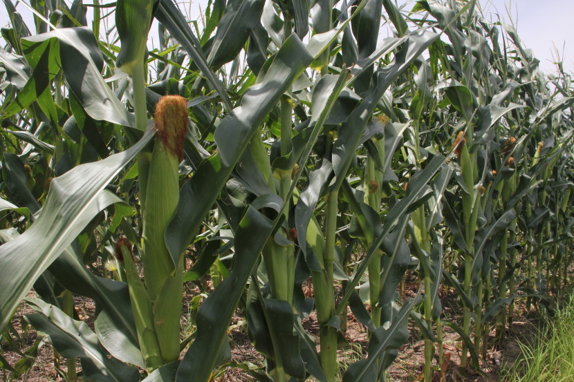 Iowa Corn and Soybean Crops Look Great- Crops Not So Great in Eastern Corn/Bean Belt