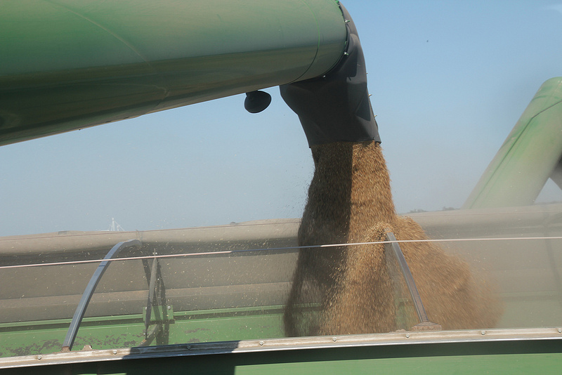 Mark Hodges of Plains Grains Calls the About Completed 2015 Wheat Harvest 