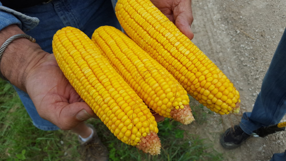 Pro Farmer Crop Tour Agrees With USDA on Size of Illinois Corn Yields-Finds 300 Bushel Field in Iowa