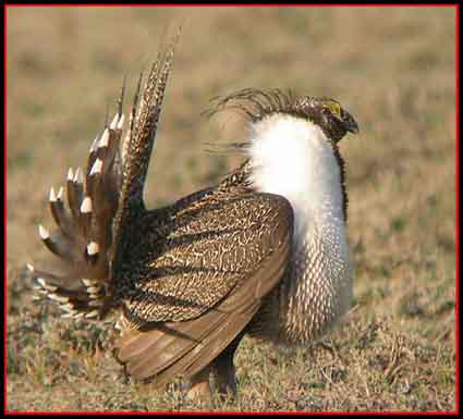 USDA Unveils New Strategy to Conserve Sage Grouse Habitat on Private Lands 