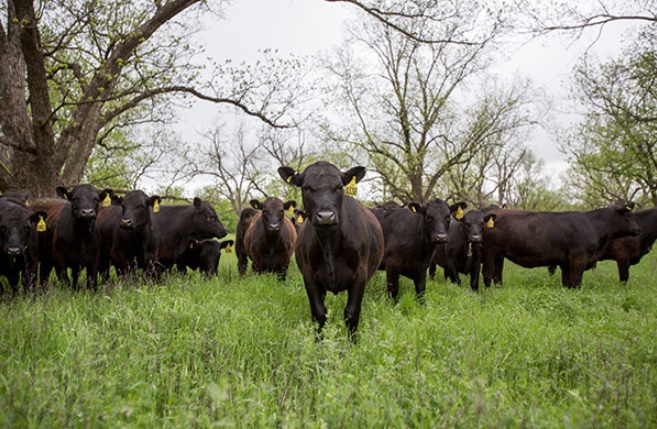 Factors Affect Sustainable Forage Production Systems
