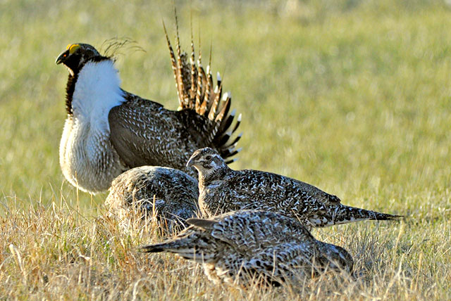 Local Conservation Efforts Save Greater Sage Grouse from ESA Listing