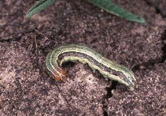 Fall Armyworm Invasion Underway- Check Fields Until the First Killing Frost- Dr. Tom Royer