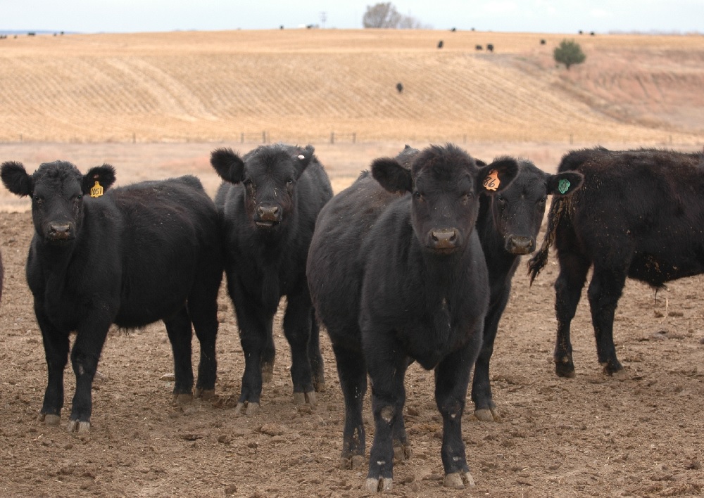 Angus Source Continues to Bring Premiums for Angus Calves 