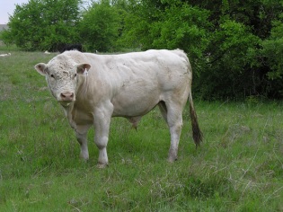 Buying Known Bull Genetics Adds Value
