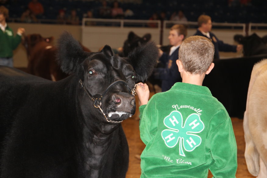 Tulsa State Fair Draws More Cattle Exhibitors