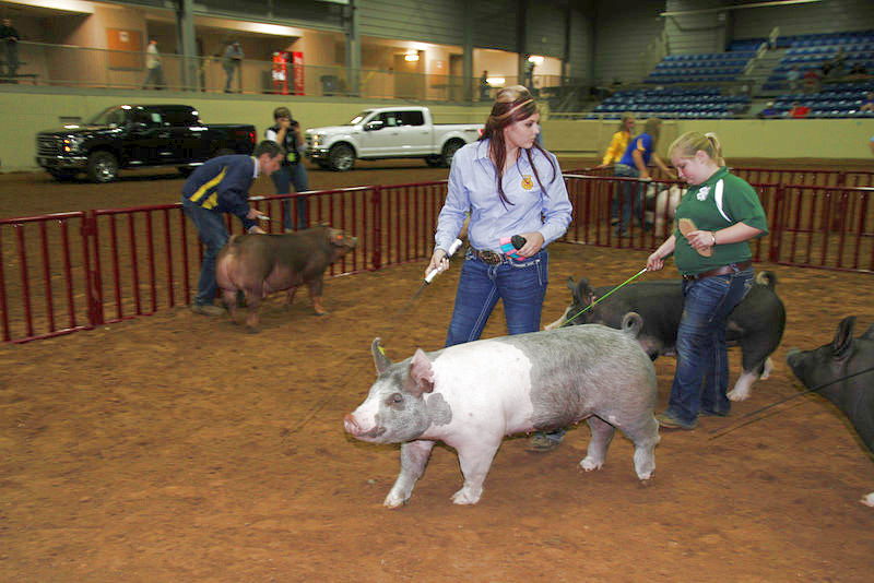 In a Junior Livestock Show- It's About the Kids Who Show the Animals- and Life Lessons Learned