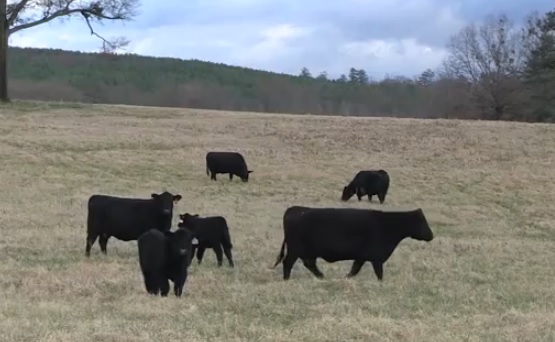Texas Native to Lead Nation's Largest Beef Breed, Angus Names Allen Moczygemba CEO