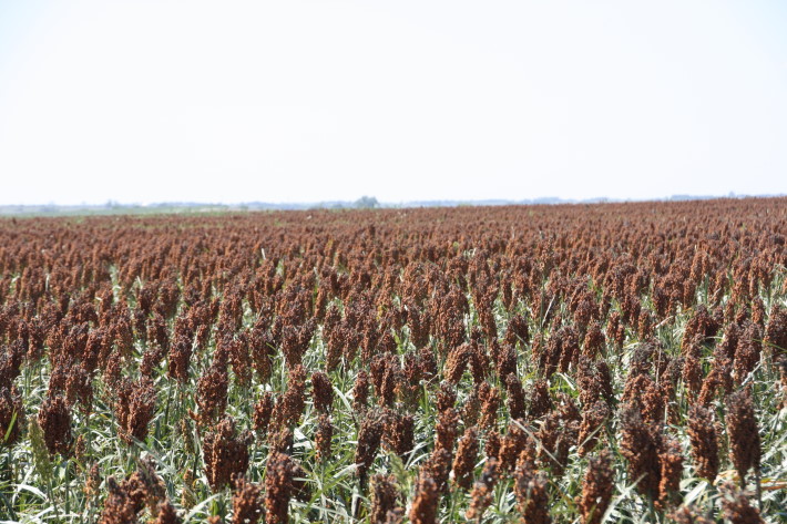 US Department of Energy Funds Sorghum Research on Drought Tolerance and Nitrogen Usage