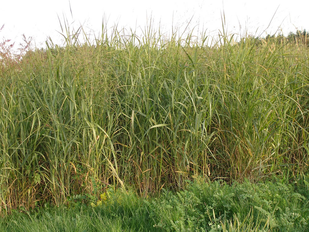 Noble Foundation Researchers on the Receiving End of Federal Money to Research Switchgrass Growing In Marginal Soils