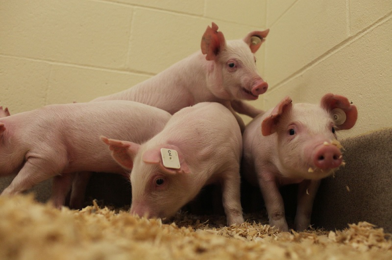 Pigs That are Resistant to Incurable Disease Developed at University of Missouri