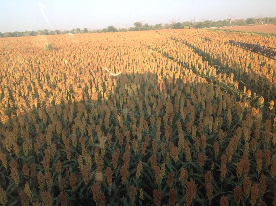 US Grains Council Promoting Quality of 2015 US Grain Sorghum Crop in Latin America