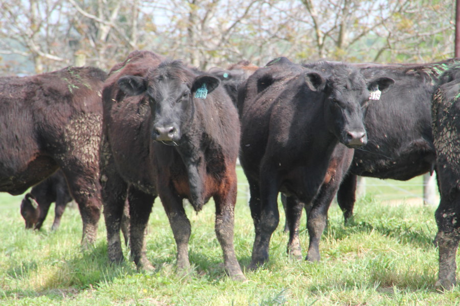 OSU's Glenn Selk Says Dewormed Calves Get Head Start in the Feedlot