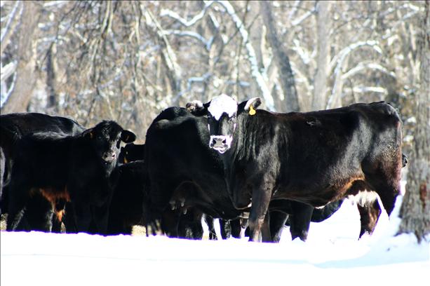 With Winter Weather Coming, Glenn Selk Offers Ideas on Feed Needs of Beef Cows When the Storm Arrives