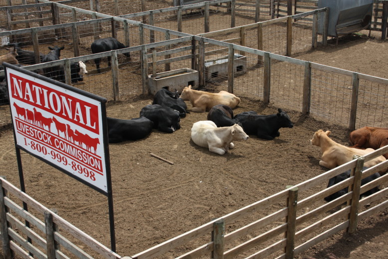 Oklahoma National Stockyards- Mid Session Report for Monday, January 4, 2016