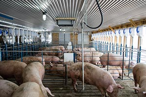 Smithfield Foods Now Has More than Eighty Percent of Sows in Group Housing- Transition to Be Complete in 2017