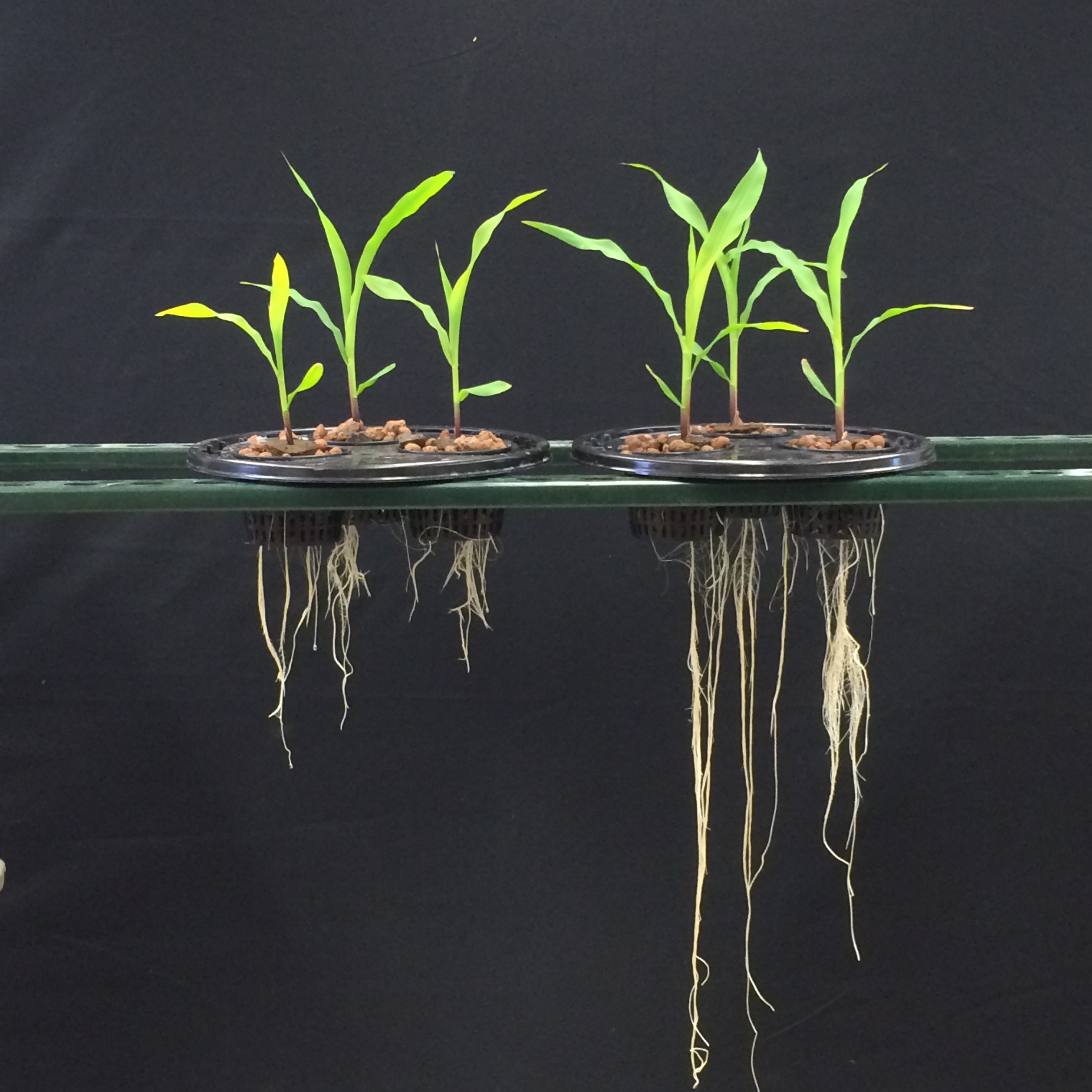 The BioAg Alliance Readies New Microbial Solution to Improve Corn Harvests