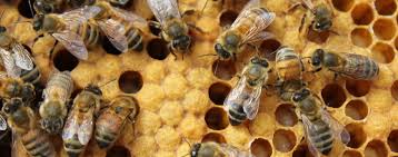 EPA Releases the First of Four Risk Assessments for Insecticides Potentially Harmful to Bees