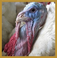 USDA Confirms Highly Pathogenic H7N8 Avian Influenza in Turkey Flock in Indiana