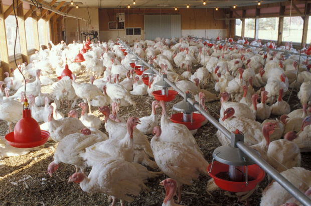 Avian Influenza Outbreak Confined to One County in Southern Indiana- 400,000 Turkeys and Layers Affected