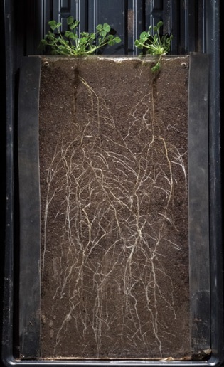 Organic Matter Serves Important Role in Soil Health