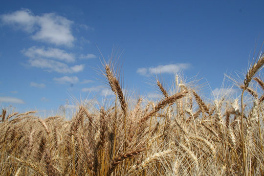 U.S. Wheat Farmers Face Headwind of Record World Wheat Production, Leffler Says 