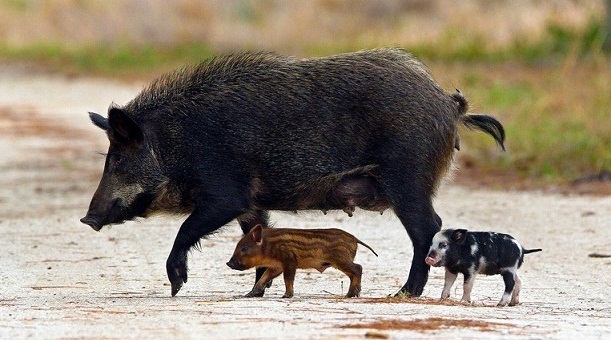Oklahoma Pork Council Calls Proposed Feral Swine Rule a Good Plan to Start Working Toward Complete Eradication of Wild Hogs in Oklahoma