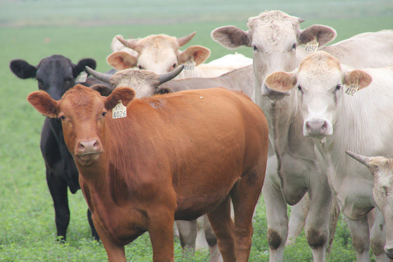 Keep Replacement Heifers Well Fed Ahead of Breeding Season
