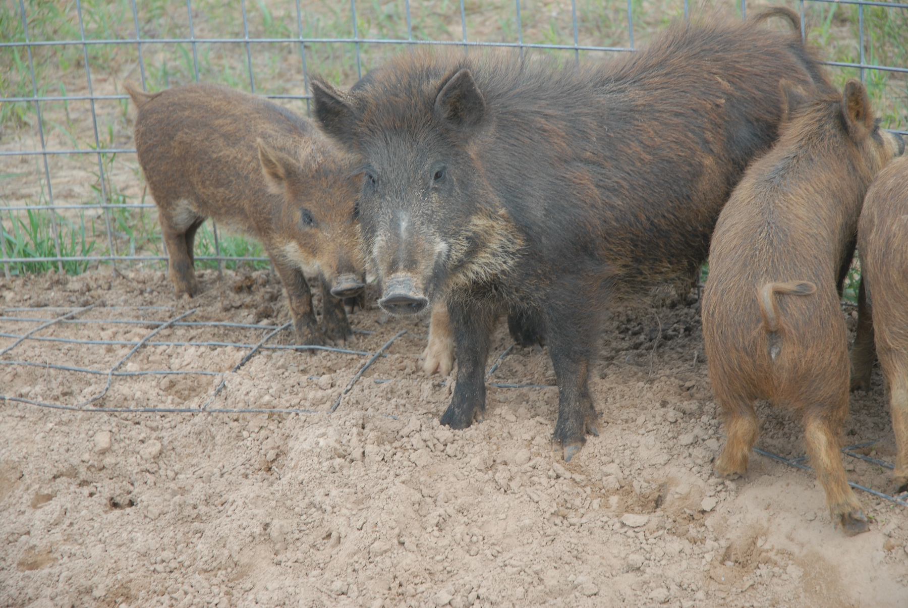 Ag Groups Split Over Wild Hogs as ODAFF Moves Forward with Feral Hog Rule- State Board of Ag to Vote in March