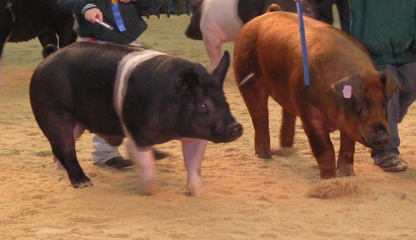 U.S. Pork Exports Struggle but Finish 2015 Strong