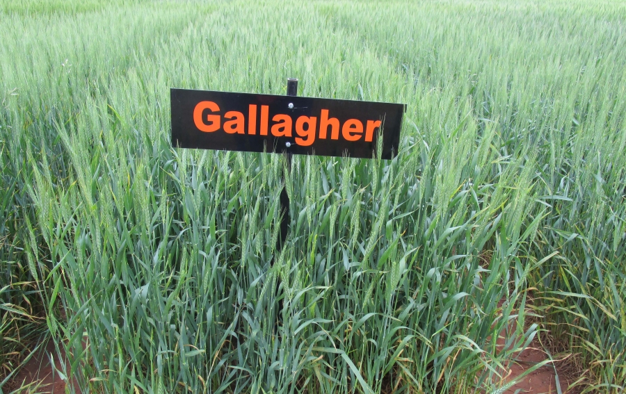 Gallagher Knocks Duster Off as the Top Wheat Variety for 2016 Oklahoma Wheat Crop
