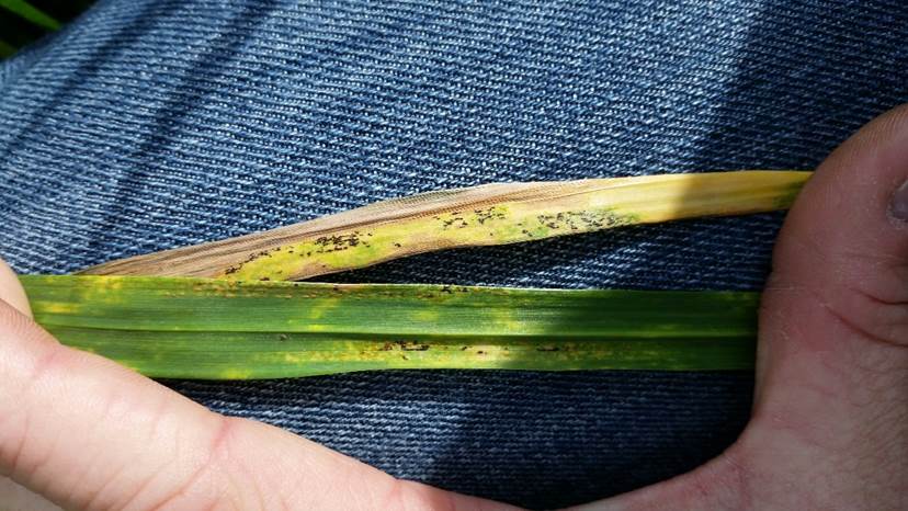 Wheat Disease Update- Stripe Rust Thriving in Woods County- Barely Surviving in Kingfisher County- the Latest from Bob Hunger