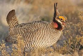 Oklahoma Efforts Vital to Three-Year Conservation Strategy for Lesser Prairie-Chicken