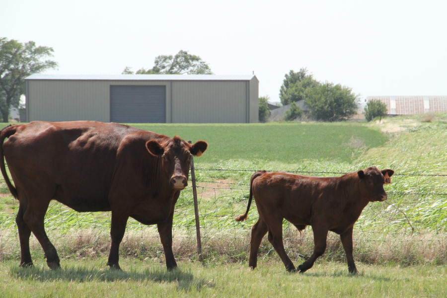 Noble Foundation Doing Research on Extended Grazing Season for Beef Cows