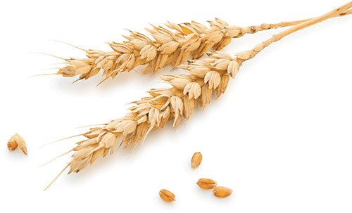 Global Wheat Breeding Provides Billions in Benefits, CIMMYT Study Shows