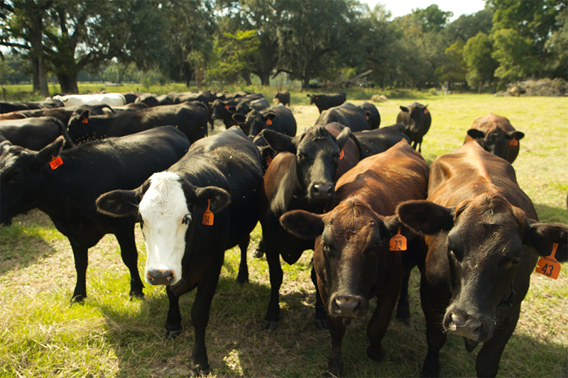 Researchers Determine Benefits of Beef Justify Small Amount of Greenhouse Gas Emissions
