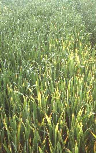 Dr. Bob Hunger Reports Foliar Disease in a Holding Pattern in Oklahoma Wheat Fields- Big Problem Now is Drought Stress