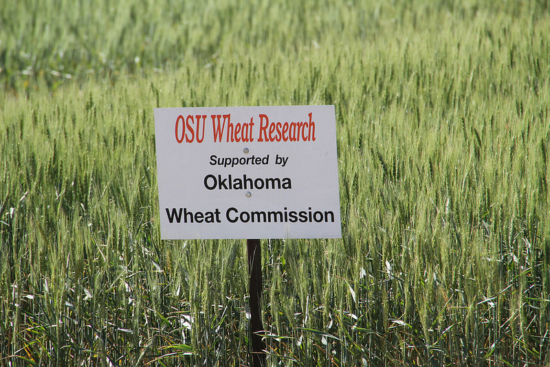 Oklahoma Wheat Commission Sets Election for District One Board Seat on May 17 in Cherokee
