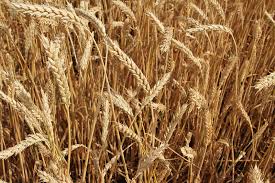 Near Record Global Wheat Harvest and Stocks Projected for 2016 - Kim Anderson Explains