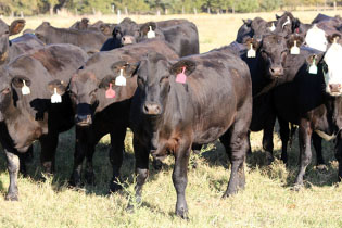 Zoetis, Angus Genetics Inc. Announce Worlds Largest Beef Cattle Genomic Calibration for GE-EPDs