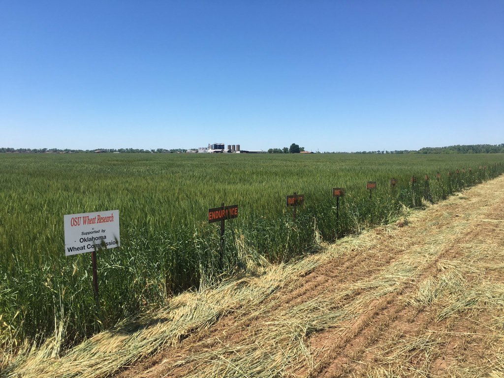 Kansas Wheat Tour Continues to See Much Better Crop Than a Year Ago- Yellow Route Travels Oklahoma