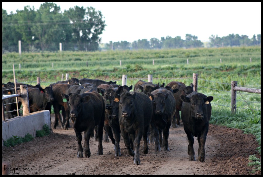Oklahoma Cattlemen Expect Negative Messages About Cattle Production From New HSUS National Agriculture Advisory Board