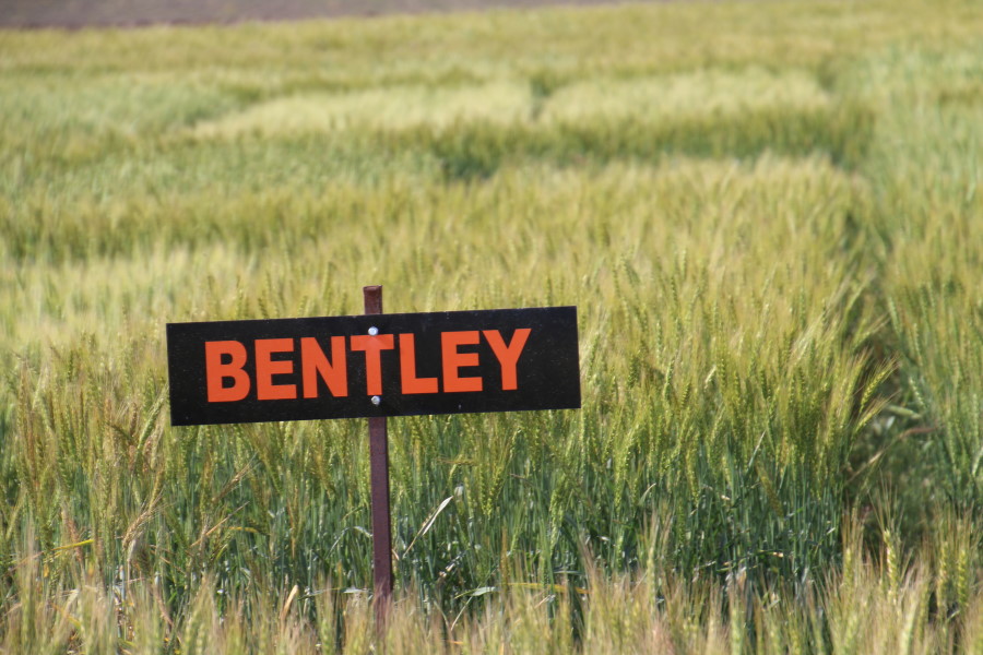 OSU Hard Red Variety Bentley a Leader in OSU Wheat Variety Trials Reported to Date