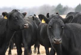 Angus to Update Selection Indexes July 1