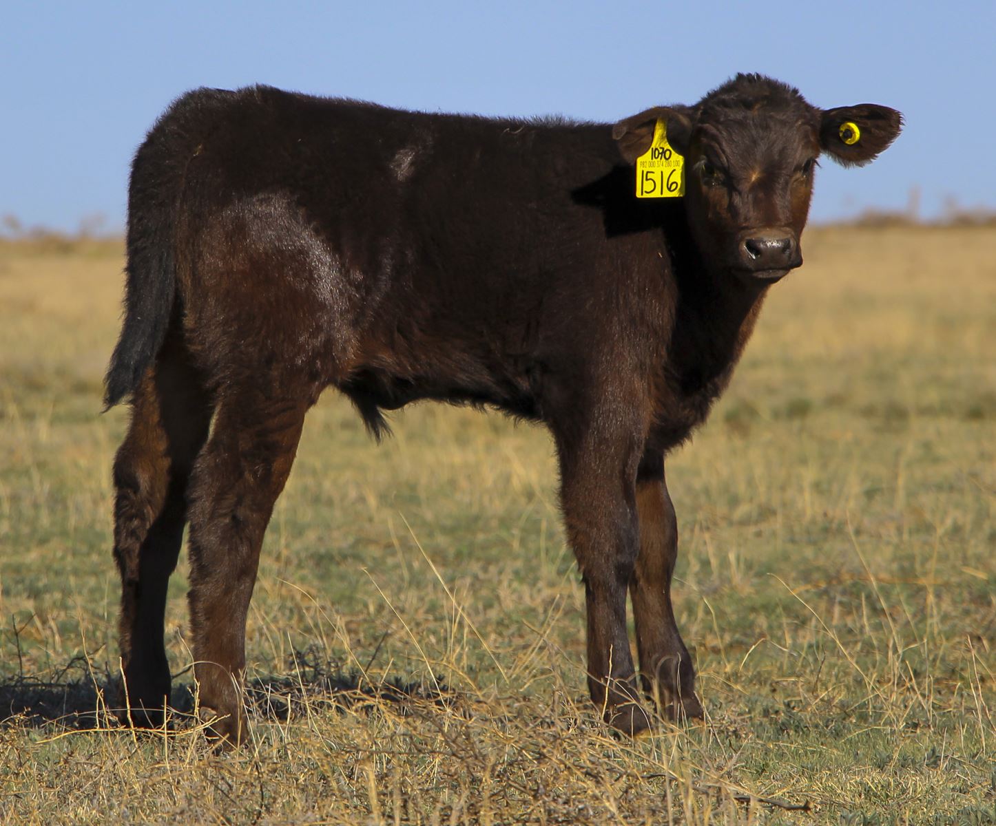 Alpha the Bull May Hold the Key to High Quality Beef- and More of it Per Animal  