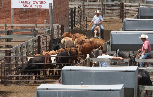 High Volume Cattle Futures Trade Worrisome to Many in the Beef Business