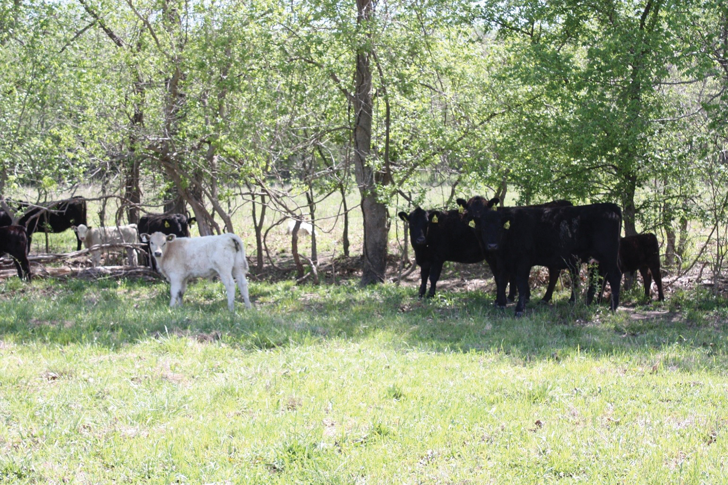 Producers Urged to Guard Herd From Heat Stress This Summer